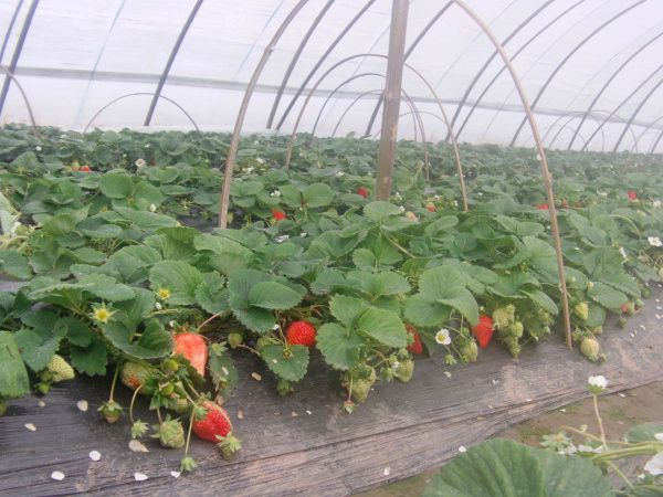 草莓专用棚